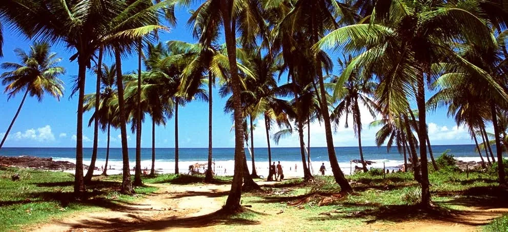 Coqueiral à beira-mar com o oceano ao fundo