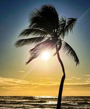 Silhueta de um coqueiro contra o pôr do sol